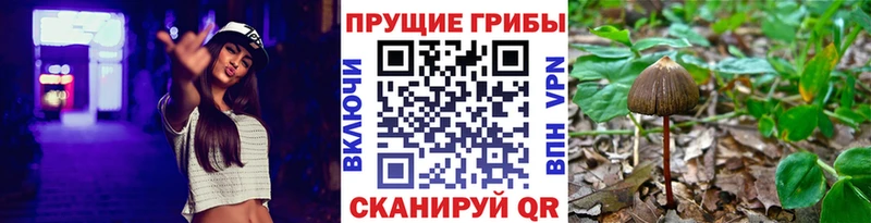 Купить  Верея  Псилоцибиновые грибы Magic Shrooms 